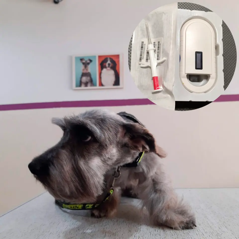 Chipeado de Mascotas